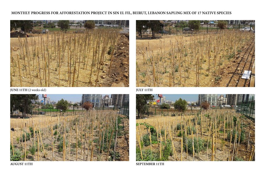 Beirut's RiverLESS Forest