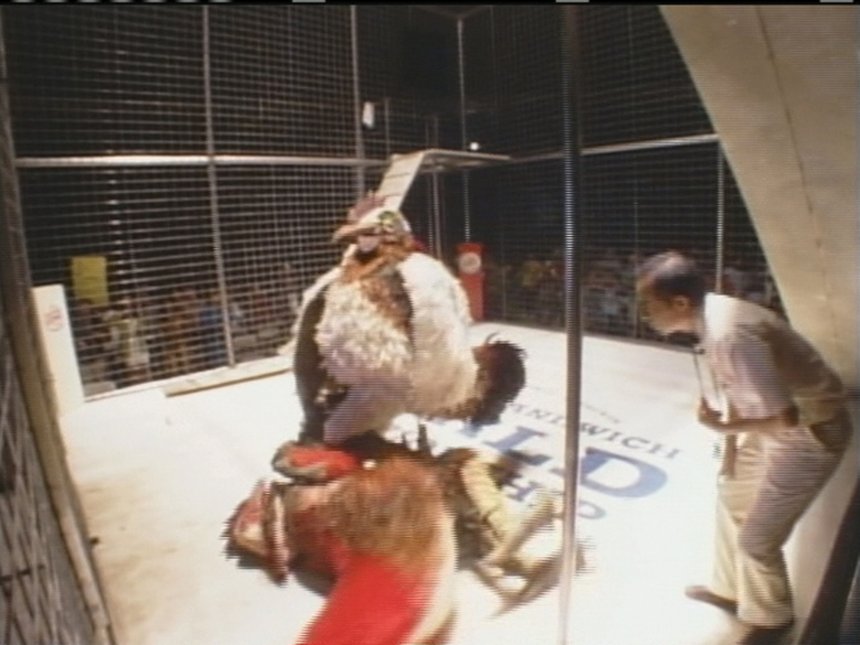 Chicken Fight Integrated