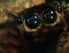 The Spider and the Window