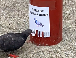 The Man Behind the Meme – 10 ideas a day and more creative advice from Pablo Rochat